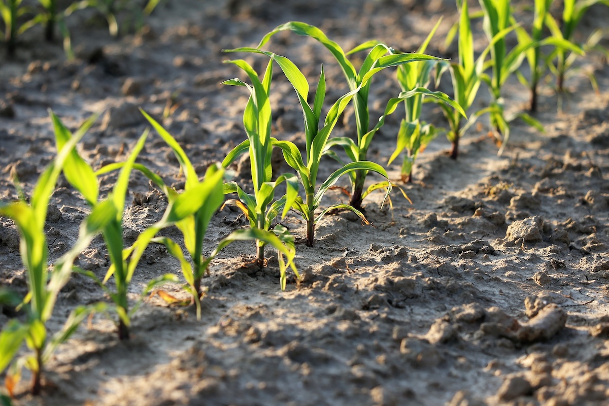 Nelle colture sarchiate come il mais si osserva una riduzione delle infestanti e il miglioramento della qualità del suolo